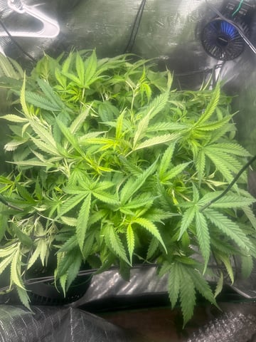 2nd Run — flower, day 81