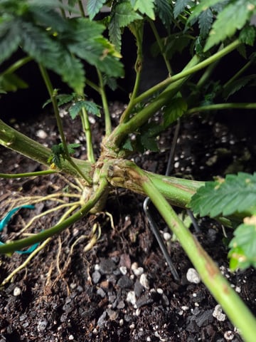 new bee's  — vegetative, day 67