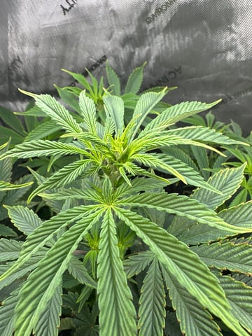 White Russian — flower, day 55