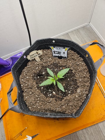 Mango Runtz — seedling_rooting, day 21