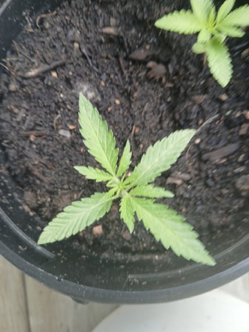 Vegetative  — vegetative, day 14