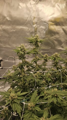 Jelousy Fast(Photo) & Ultra Voilet (Auto) — flower, day 50