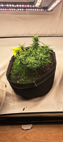 First Grow with the new setup  — auto, day 48