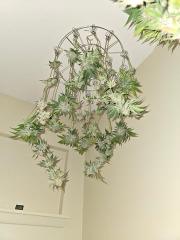 Northern lights #10 (Alaska) — harvest, day 83