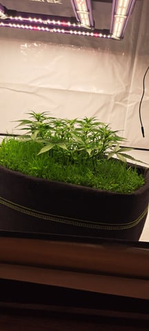 First Grow with the new setup  — auto, day 37