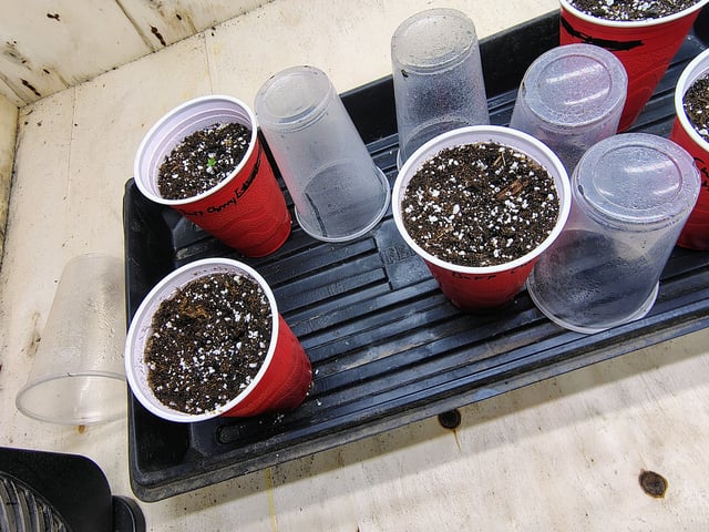 garage set up — seedling_rooting, day 2