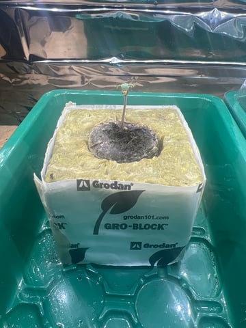 grow 2 — germination, day 7