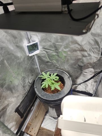 First Organic Hydro Grow. — vegetative, day 14