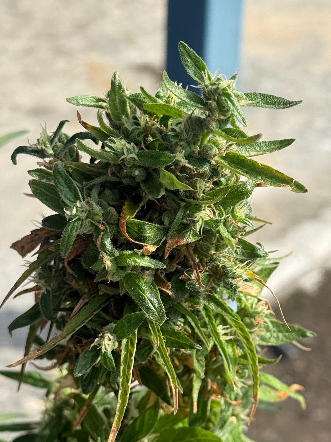 Devotchka x Nepali Cross (DevoNep) 