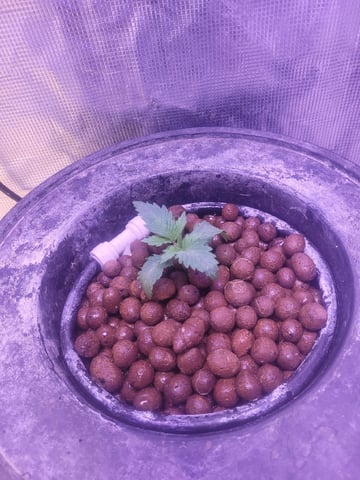 Making Crosses  — vegetative, day 56