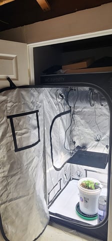 1st grow Dr. Nefario — vegetative, day 22