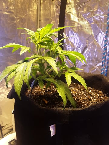 Gorilla Cookies Auto — vegetative, day 33