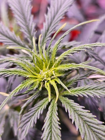 gary poppins — flower, day 50