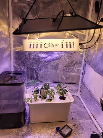 Clones And Hermie Seeds