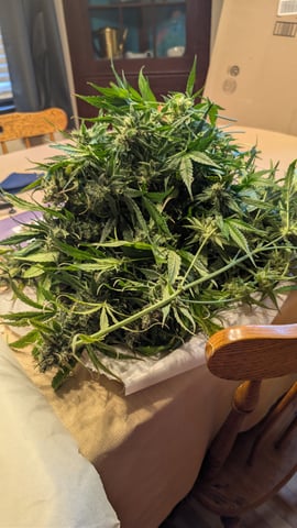 Grow 1 — flower, day 75