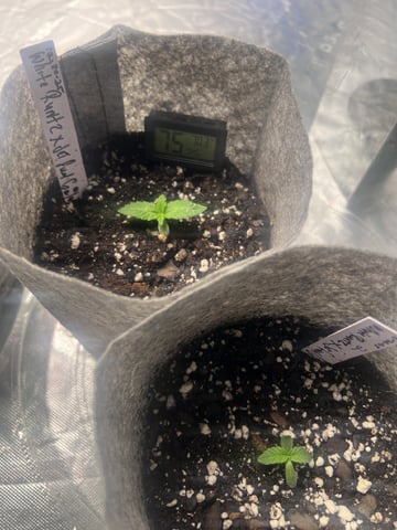 s1 Jokerz — seedling_rooting, day 1