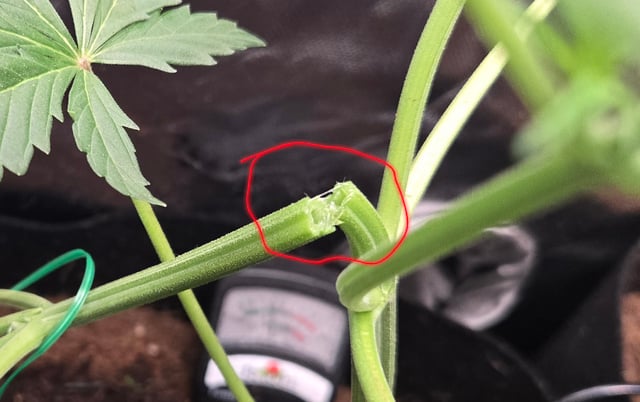 "Wedding Crasher"  Grow#2 — vegetative, day 44