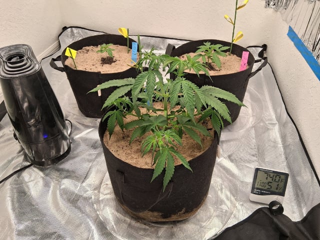 Seedman mix auto & seedman mix auto & GodFather OG — vegetative, day 30
