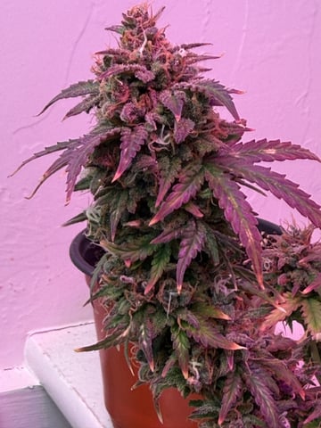 Oklagrow — grow_setup, day 94