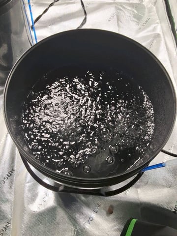 BABY SISTER — germination, day 1