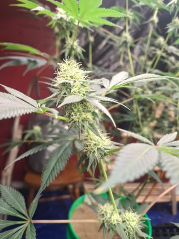 Astro cheese — flower, day 124