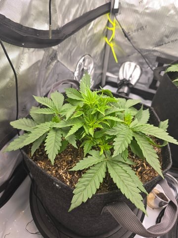 Purple Haze  — vegetative, day 19