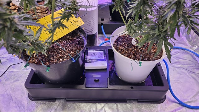 Amnesia Haze Run — flower, day 72