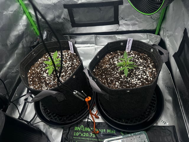 Ztrawberriez (Auto) 2026 - 1 — vegetative, day 19