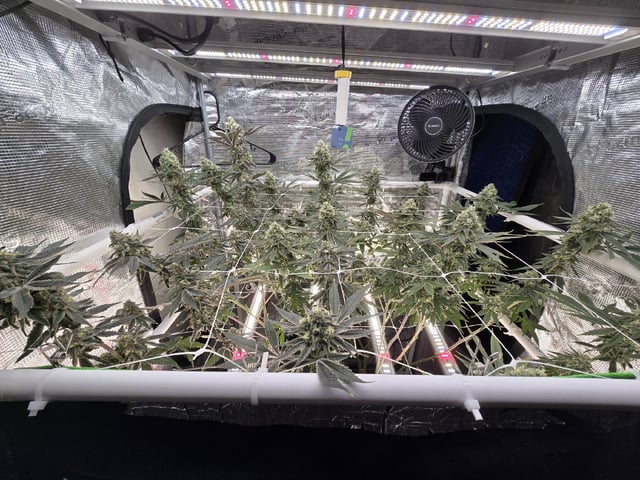 Grow 5.o — flower, day 92