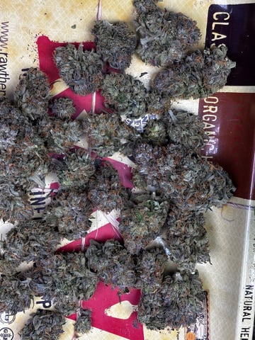 Pink Passion Fruit — harvest, day 132