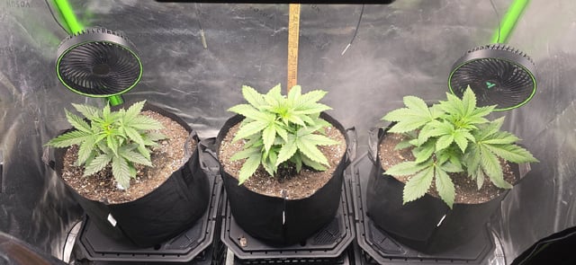 Spring Is Here... we hope... — vegetative, day 23