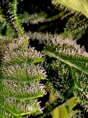 (4)autos  — flower, day 58