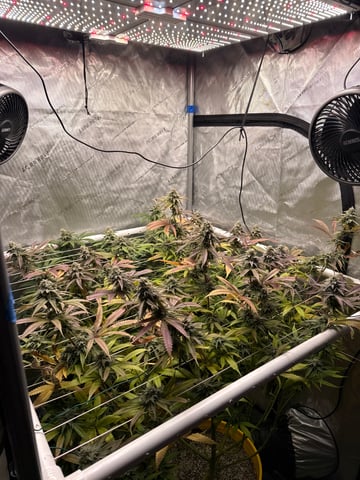 3rd grow  — flower, day 100