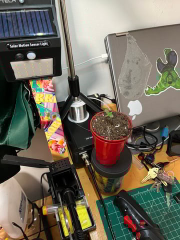 My Devine Conscious  — seedling_rooting, day 1