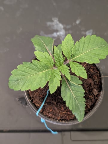 EG/SM/SG/CW — vegetative, day 14