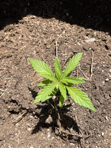 Haze X Cinderella 99 — seedling_rooting, day 9