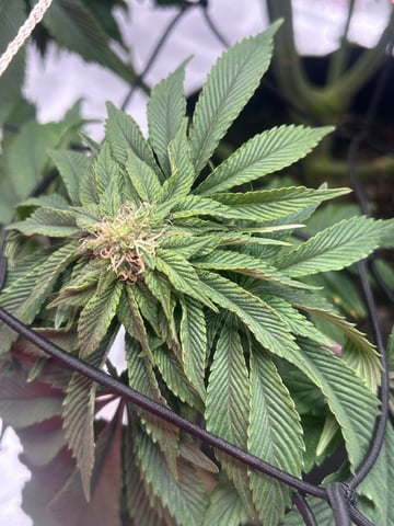 2025-26 harvest INDOOR — flower, day 114