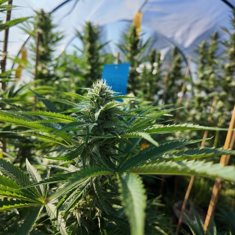 BlackBerry Moonrocks  — flower, day 43