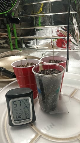 Gelato & Amnesia  — seedling_rooting, day 7