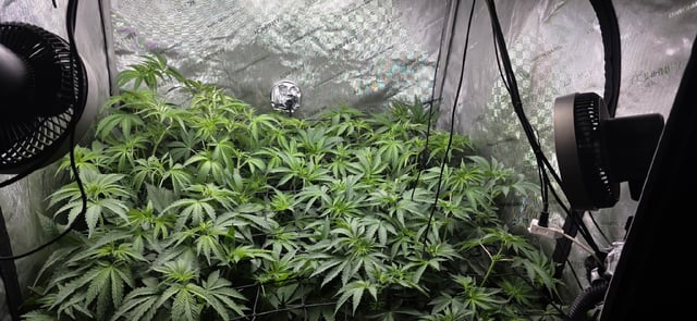Maple Nectar  — flower, day 50