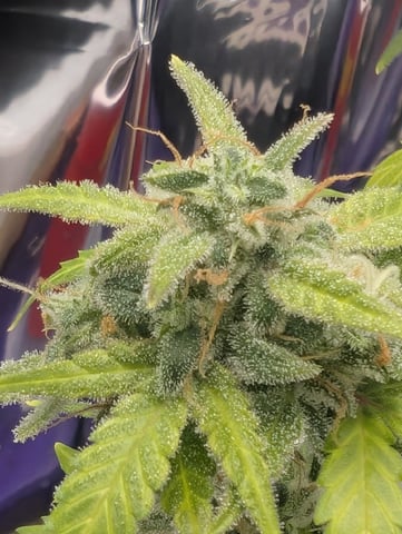 Zkittlez (Auto) — vegetative, day 16