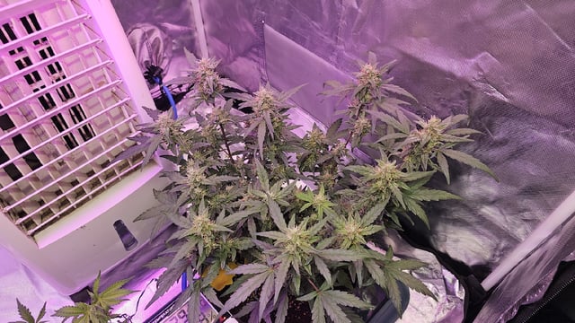 Amnesia Haze Run — vegetative, day 4