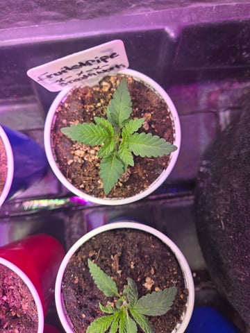 fruitstripe-x-breathworks VS Tropical cherry vs kush cake. vs og haze — vegetative, day 23