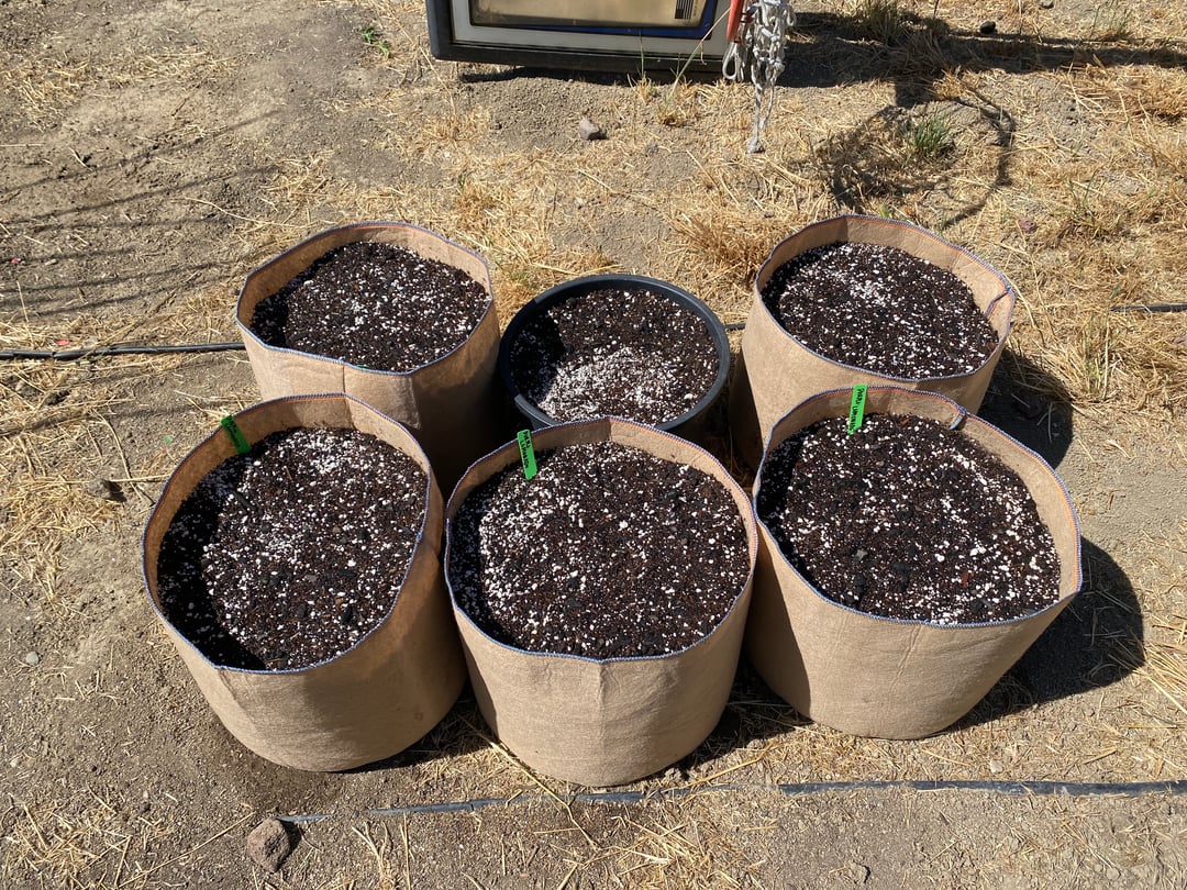 Auto Grow #2 2026