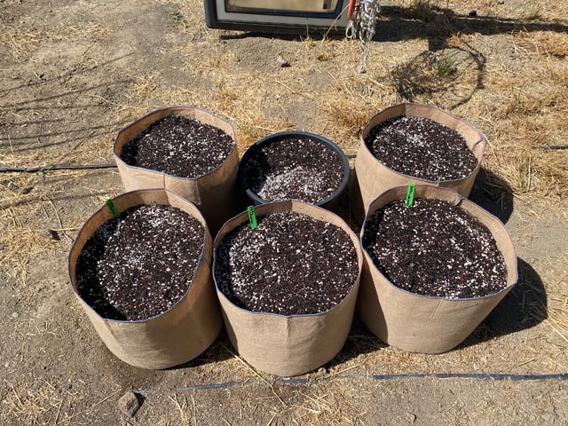 Auto Grow #2 2026 — grow_setup, day 2