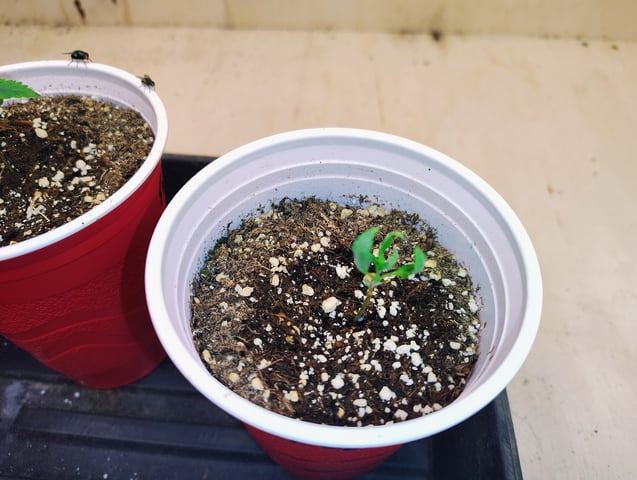garage set up — seedling_rooting, day 16