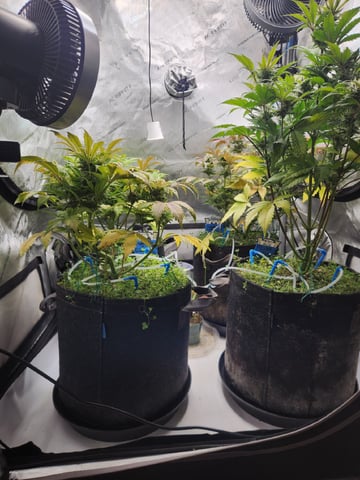 Mephisto's Flava Flav (Grape Crush x Guava Fig) — flower, day 69