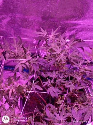 Georgia Pie Female Photo — flower, day 78