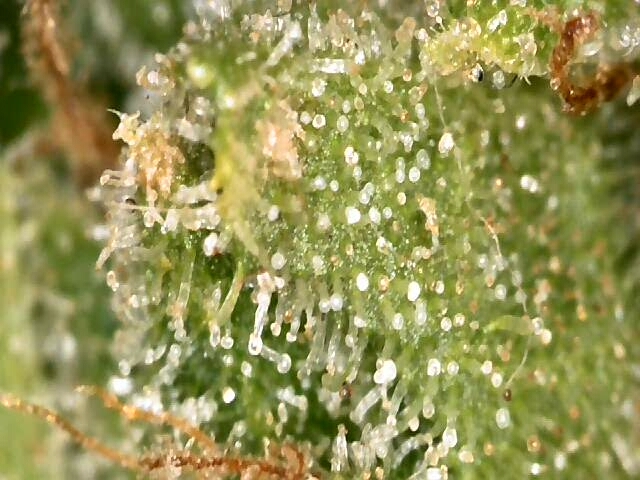 high octane x holy grail  — auto, day 48