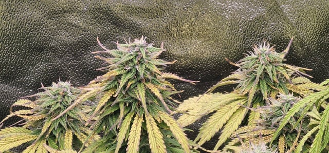 Blueberry  — flower, day 69